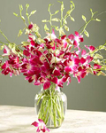 send gift to bangladesh, send gifts to bangladesh, send Red Orchid + Vase to bangladesh, bangladeshi Red Orchid + Vase, bangladeshi gift, send Red Orchid + Vase on valentinesday to bangladesh, Red Orchid + Vase