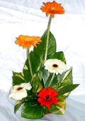 send gifts to bangladesh, send gift to bangladesh, banlgadeshi gifts, bangladeshi Thailand Gerbera