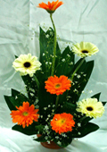 send gifts to bangladesh, send gift to bangladesh, banlgadeshi gifts, bangladeshi China Gerbera 