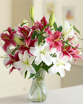 send gifts to bangladesh, send gift to bangladesh, banlgadeshi gifts, bangladeshi Thailand Lily with Vase