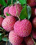 send gifts to bangladesh, send gift to bangladesh, banlgadeshi gifts, bangladeshi Lychee