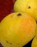 send gifts to bangladesh, send gift to bangladesh, banlgadeshi gifts, bangladeshi Himsagar Mango 5 kg