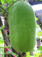 send gifts to bangladesh, send gift to bangladesh, banlgadeshi gifts, bangladeshi জালি কুমরা / Ash Gourd