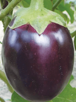 send gifts to bangladesh, send gift to bangladesh, banlgadeshi gifts, bangladeshi গোল বেগুন / Round Brinjal