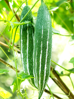 send gifts to bangladesh, send gift to bangladesh, banlgadeshi gifts, bangladeshi চিচিঙ্গা / Snake Gourd