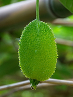 send gifts to bangladesh, send gift to bangladesh, banlgadeshi gifts, bangladeshi কাকরোল / Teasel Gourd