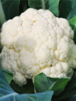 send gifts to bangladesh, send gift to bangladesh, banlgadeshi gifts, bangladeshi ফুলকপি (Cauliflower)