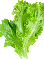 send gifts to bangladesh, send gift to bangladesh, banlgadeshi gifts, bangladeshi লেটুস পাতা / Lettuce leaf