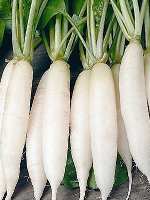 send gifts to bangladesh, send gift to bangladesh, banlgadeshi gifts, bangladeshi সাদা মূলা / White Radish