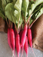 send gifts to bangladesh, send gift to bangladesh, banlgadeshi gifts, bangladeshi লাল মূলা / Red Radish