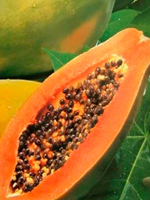 send gifts to bangladesh, send gift to bangladesh, banlgadeshi gifts, bangladeshi পাকা পেপে / Papaya