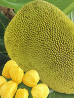 send gifts to bangladesh, send gift to bangladesh, banlgadeshi gifts, bangladeshi কাঁঠাল / Jackfruit