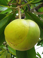 send gifts to bangladesh, send gift to bangladesh, banlgadeshi gifts, bangladeshi চালতা / Elephant apple