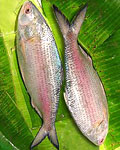 send gifts to bangladesh, send gift to bangladesh, banlgadeshi gifts, bangladeshi Hilsha Fish