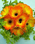 send gift to bangladesh, send gifts to bangladesh, send Gerbera Basket to bangladesh, bangladeshi Gerbera Basket, bangladeshi gift, send Gerbera Basket on valentinesday to bangladesh, Gerbera Basket