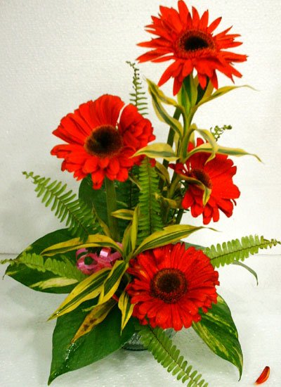 Send Thai Red Gerbera to Bangladesh, Send gifts to Bangladesh