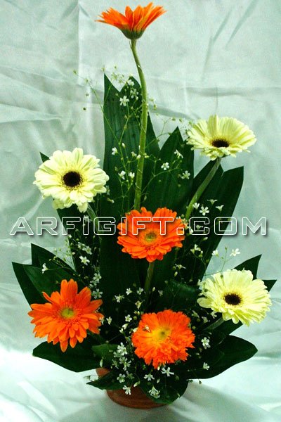 Send China Gerbera  to Bangladesh, Send gifts to Bangladesh