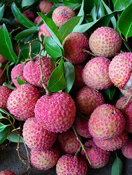 Send Lychee to Bangladesh, Send gifts to Bangladesh