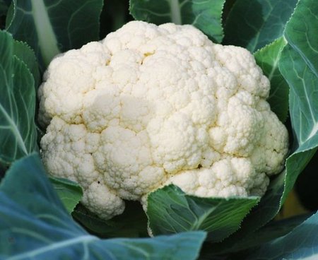 Send ফুলকপি (Cauliflower) to Bangladesh, Send gifts to Bangladesh