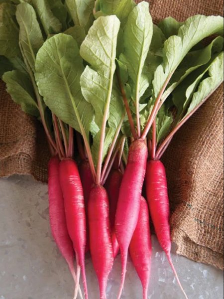 Send লাল মূলা / Red Radish to Bangladesh, Send gifts to Bangladesh