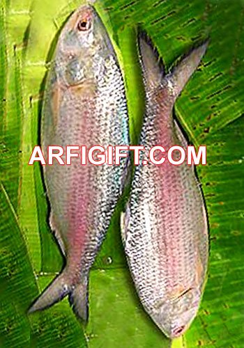 Send Hilsha Fish to Bangladesh, Send gifts to Bangladesh